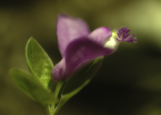 Fringed Polygala